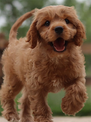 cavapoo