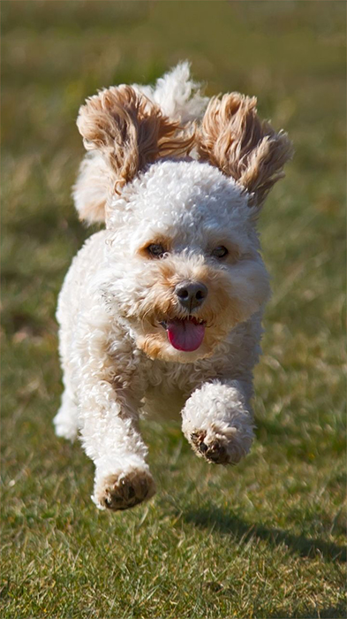 cavapoo