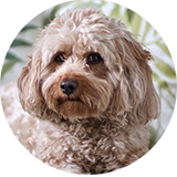 cavapoo