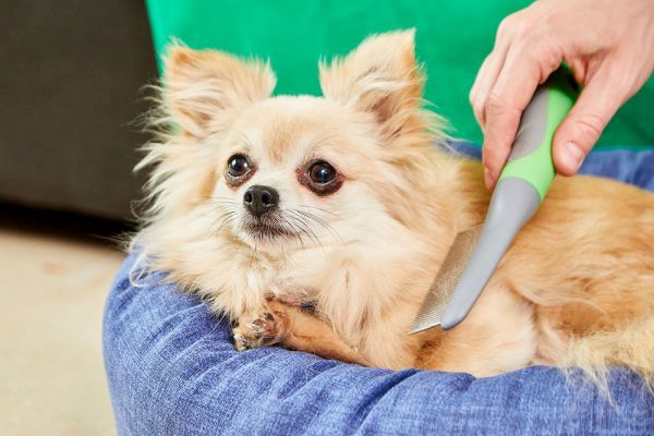 Chihuahua: Temperament, Lifespan, Grooming, Training | Petplan