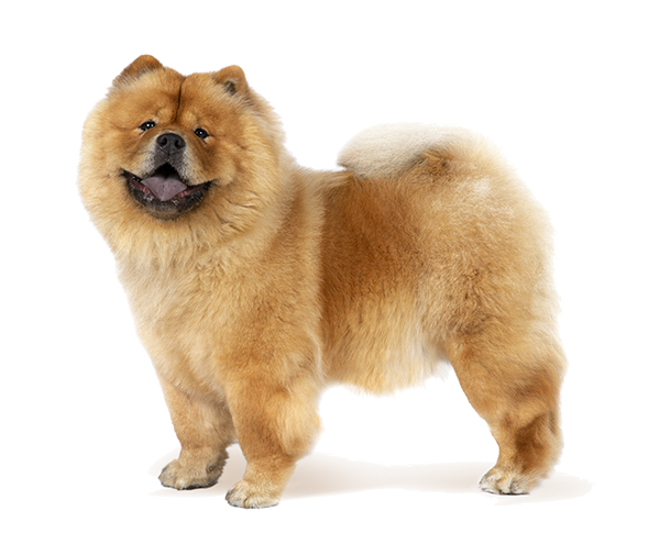 how smart is a chow chow