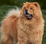 Chow Chow img