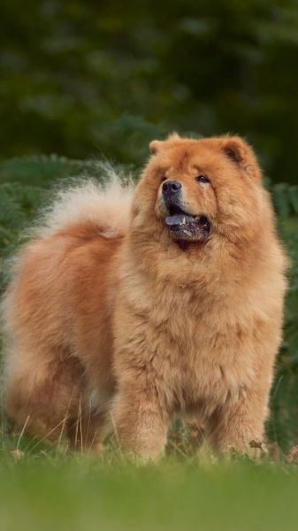 how much is a full breed chow chow