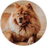 Chow Chow img