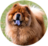 Chow Chow img