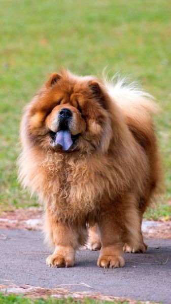 how much should my 6 month old chow chow puppy weigh