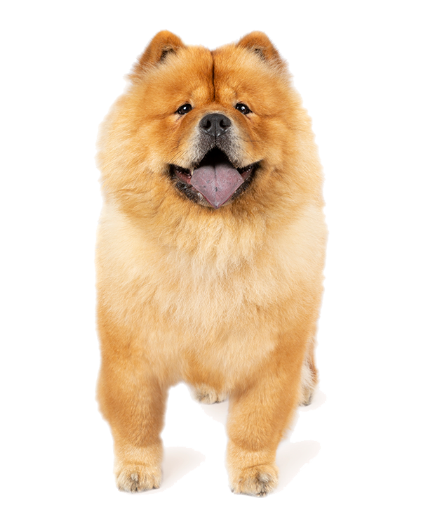 how much is a full breed chow chow