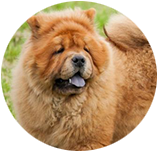 Chow Chow img