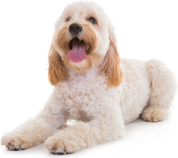 blonde cockapoo puppy