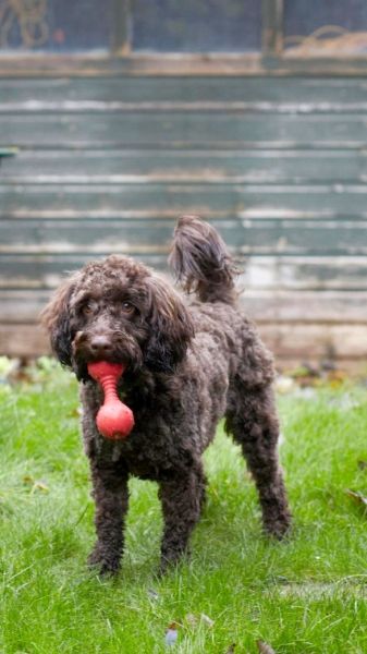 Toy Poodles. the Ultimate Toy Poodle Manual. Toy Poodles Pros and Cons,  Size, Training, Temperament, Health, Grooming, Daily Care All Included.