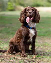 cocker spaniel liver and tan