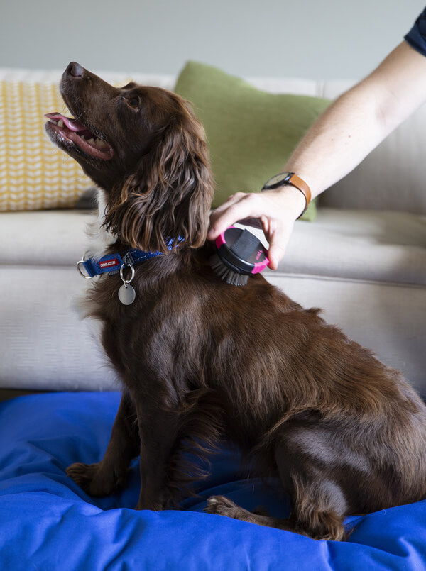 working cocker spaniel grooming