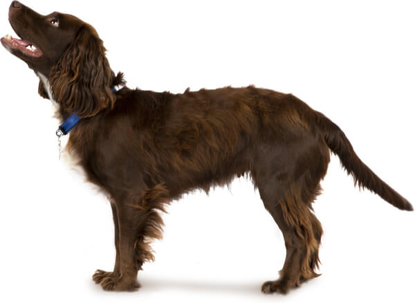 working cocker spaniel grooming