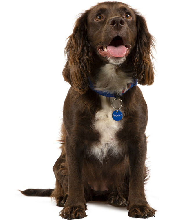 spaniel dog breeds