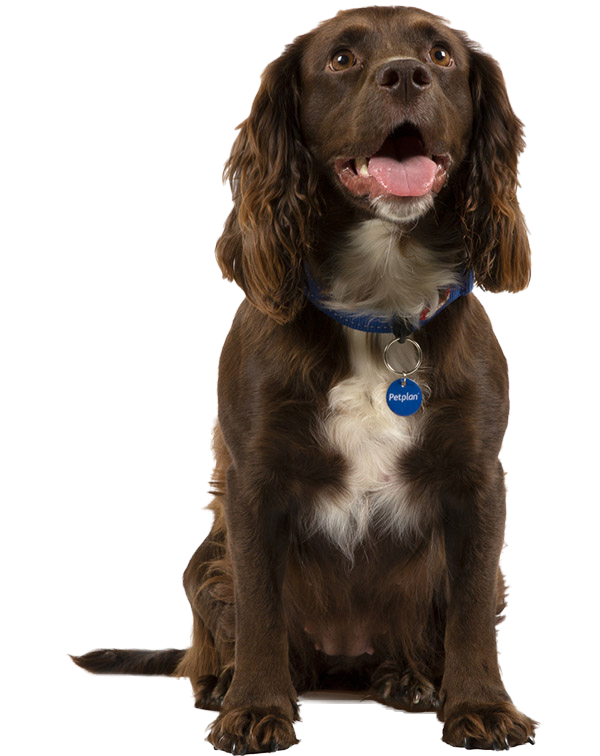 COCKER SPANIEL INGLÊS – Consulta Dog Vet