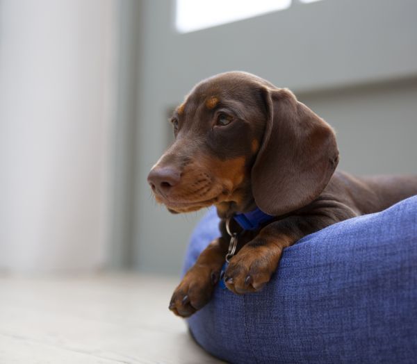 are miniature dachshund noisy