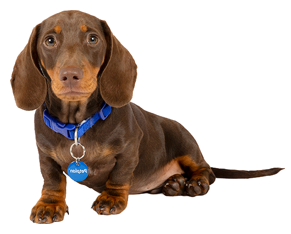 are miniature dachshund noisy