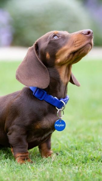 are miniature dachshund noisy