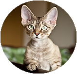 Devon Rex before you buy