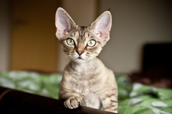 Devon Rex before you buy