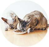 Devon Rex food and diet