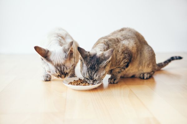 Devon Rex food and diet