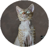 Devon Rex grooming and coat care