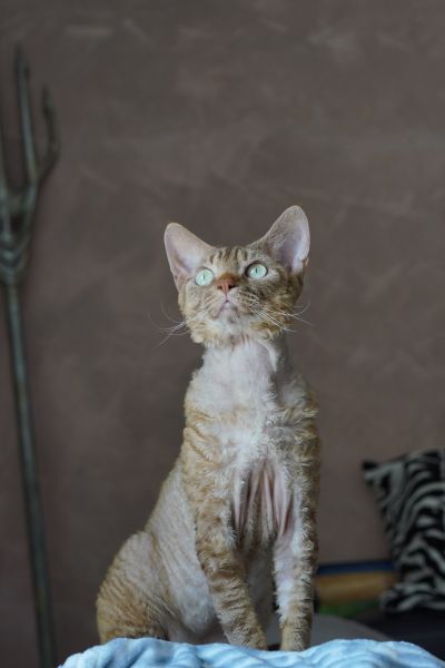 Devon Rex grooming and coat care