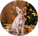 Devon Rex personality and temperament