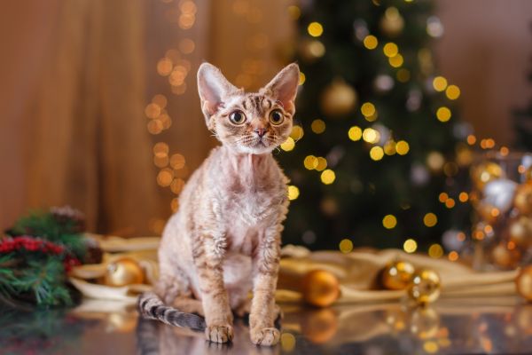 Devon Rex personality and temperament