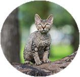 Devon Rex training and behaviour