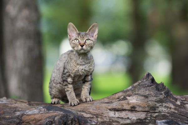 Devon Rex training and behaviour