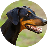 dobermann