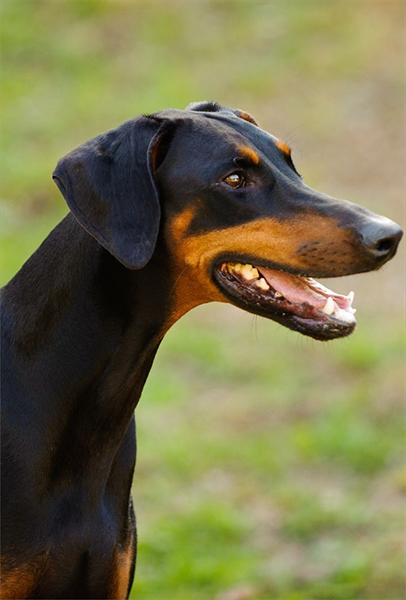 dobermann