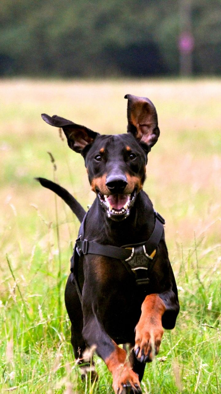 dobermann