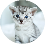 Egyptian Mau before you buy