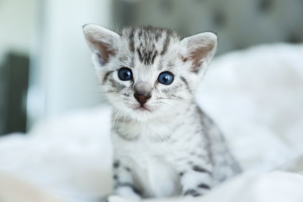 Egyptian Mau before you buy