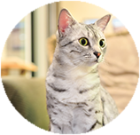 Egyptian Mau grooming and coat care