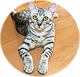 Egyptian Mau personality and temperament