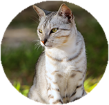 Egyptian Mau training and behaviour