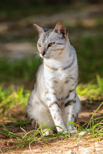 Egyptian best sale mau pictures