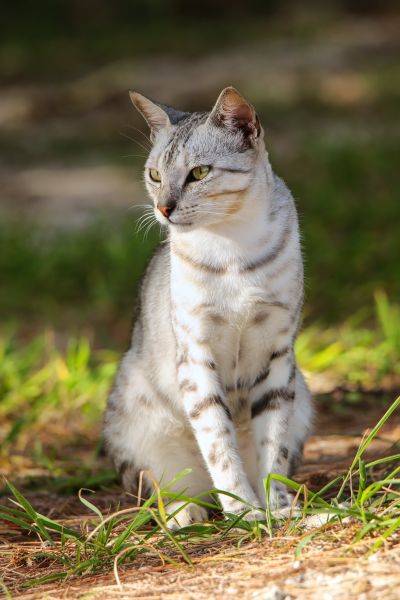 Egyptian Mau training and behaviour