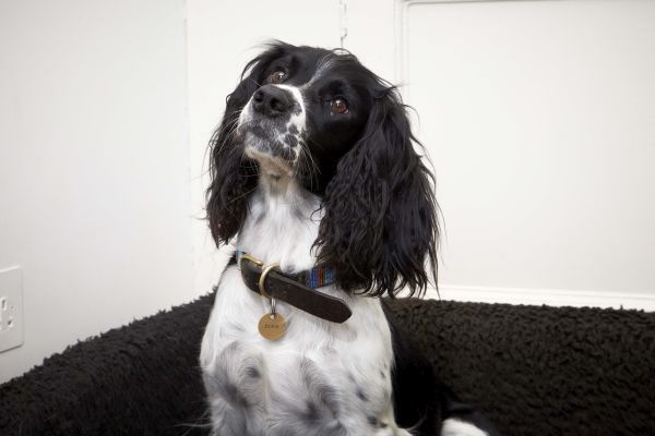 English Springer Spaniel: Temperament, Lifespan, Grooming, Training |  Petplan