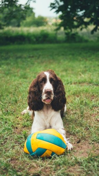 are springer spaniels affectionate