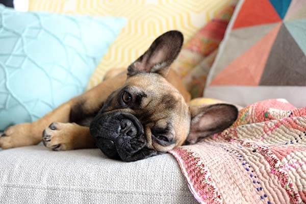 French Bulldog: Temperament, Lifespan, Grooming, Training ...
