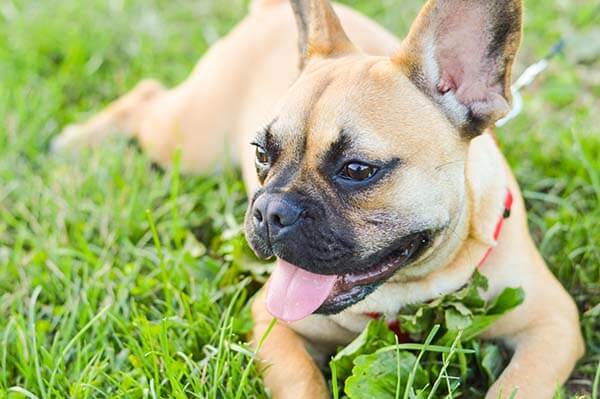 French Bulldog Temperament Lifespan Grooming Training Petplan