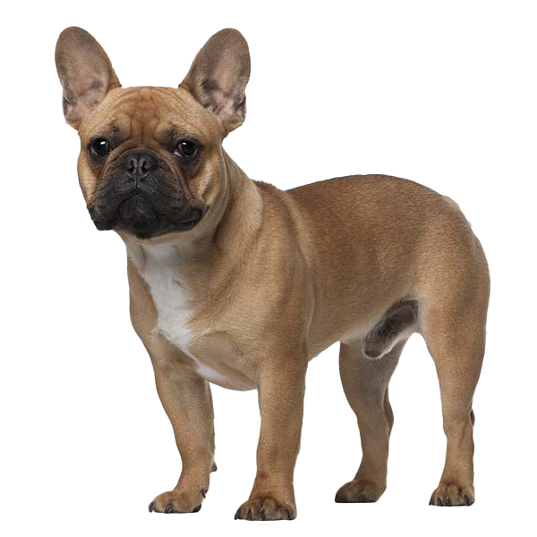 how strong is a french bulldogs bite