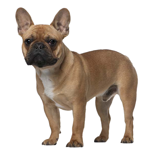 are french bulldogs prone to ear infections