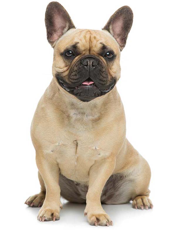 french bulldog good and bad