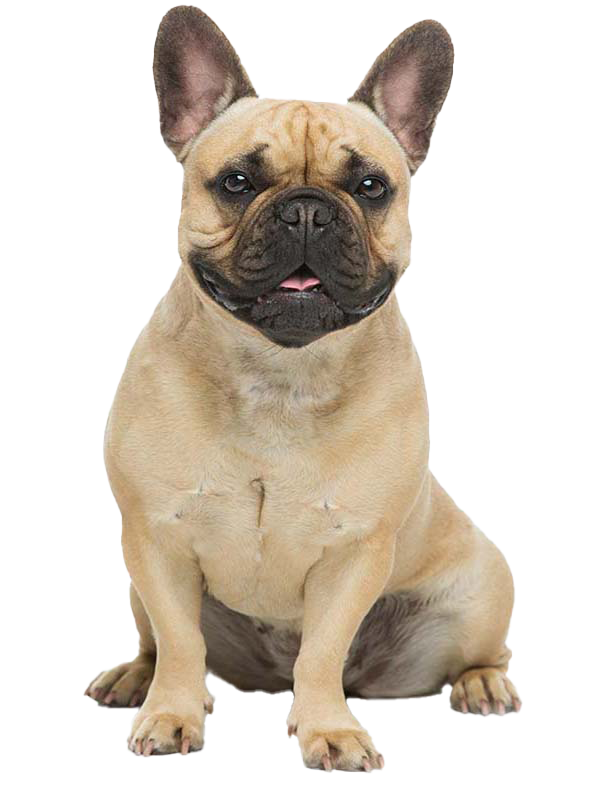 are french bulldog mean? 2